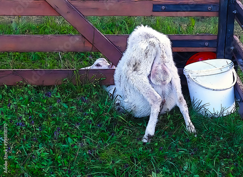 Cute goat posing on the farm