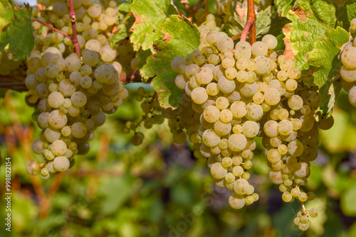 Wallpaper Mural ripe bunch of grapes in a vineyard close-up Torontodigital.ca