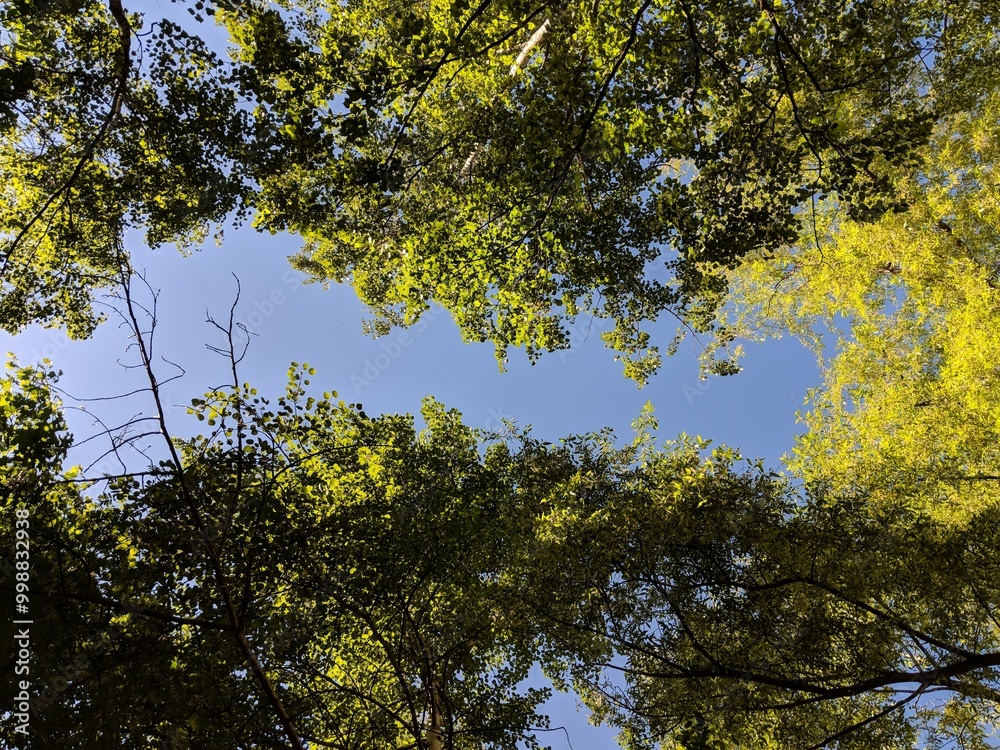 Obraz premium leaves against sky