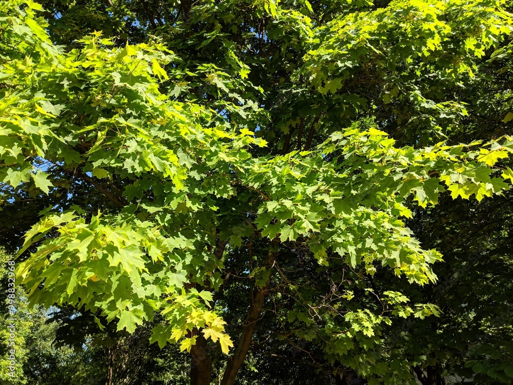 green leaves background green leaves background