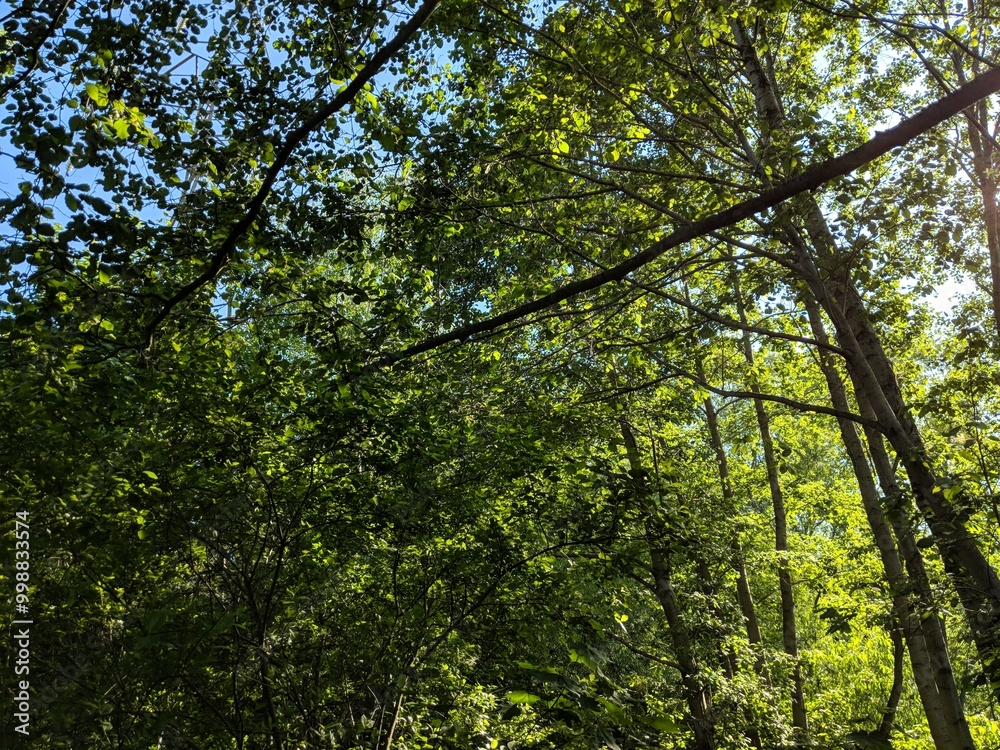 Fototapeta premium green leaves in the sun