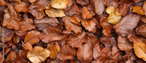  A collection of leaves on the ground, all brown and yellow