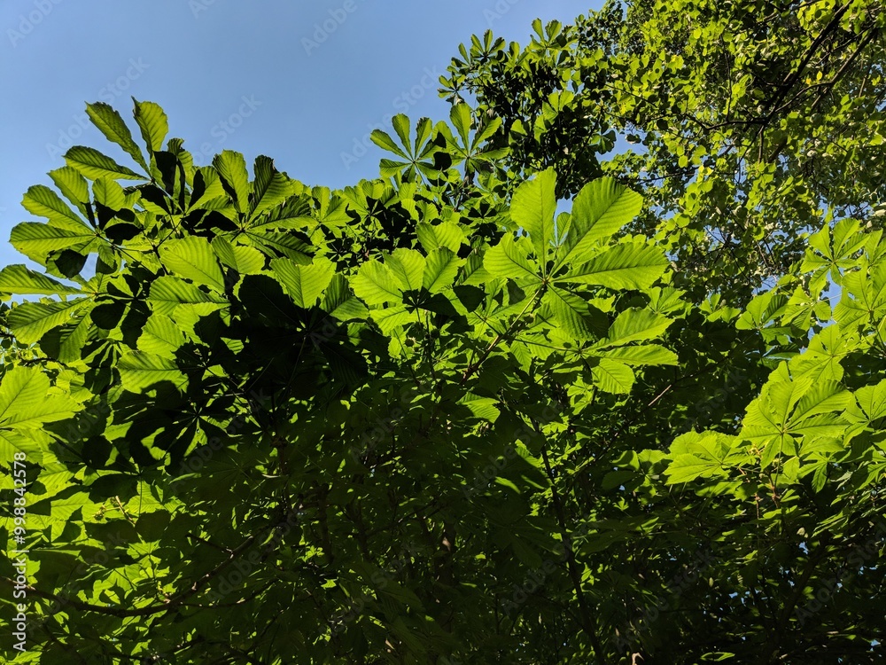 green leaves of the sky