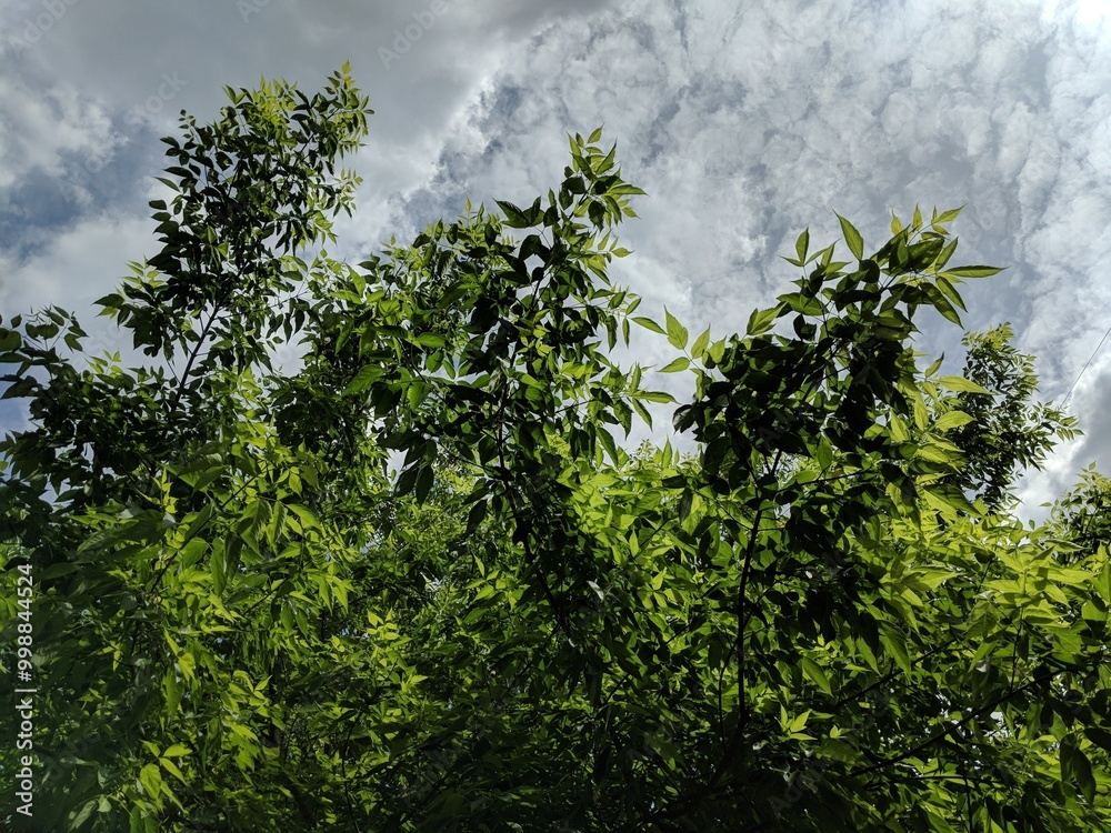 Fototapeta premium leaves in the wind