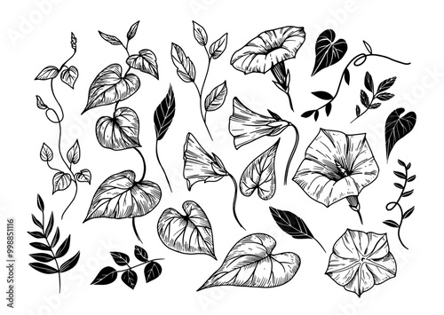 Morning glory flower set, realistic botanical engraving style. hand drawn, vector illustration, black outline,