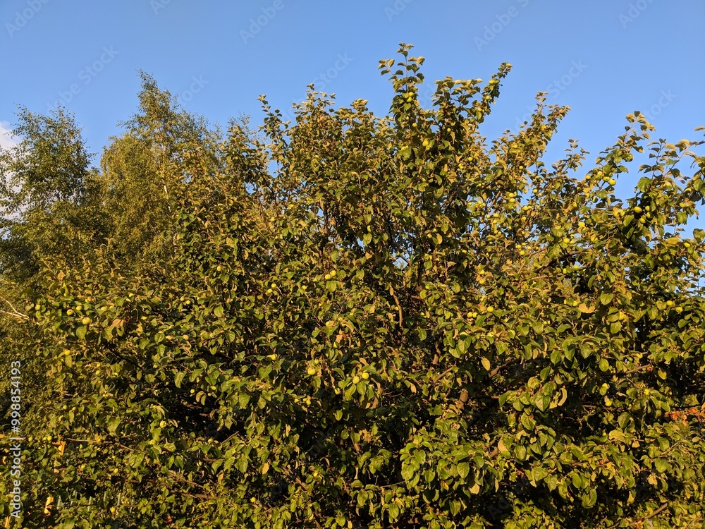 Obraz premium yellow leaves on a tree