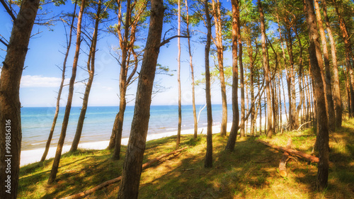 Foto forest in the town of Pogorzelica, Baltic Sea, Poland.