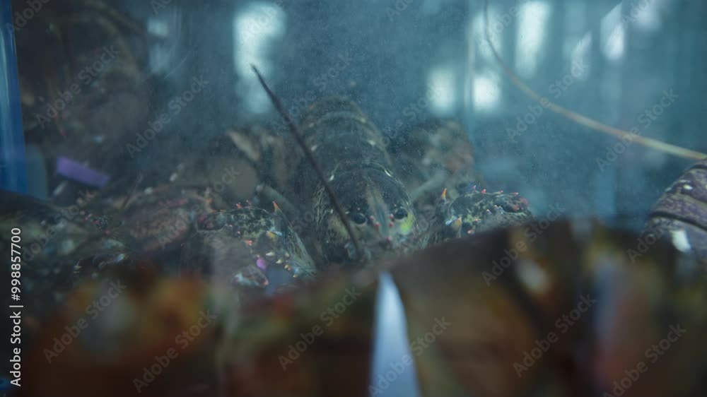 A Moving Lobster In Its Habitat A Moving Lobster In Its Habitat