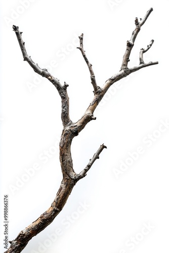 A thick, dry branch with multiple offshoots isolated against a white background. photo