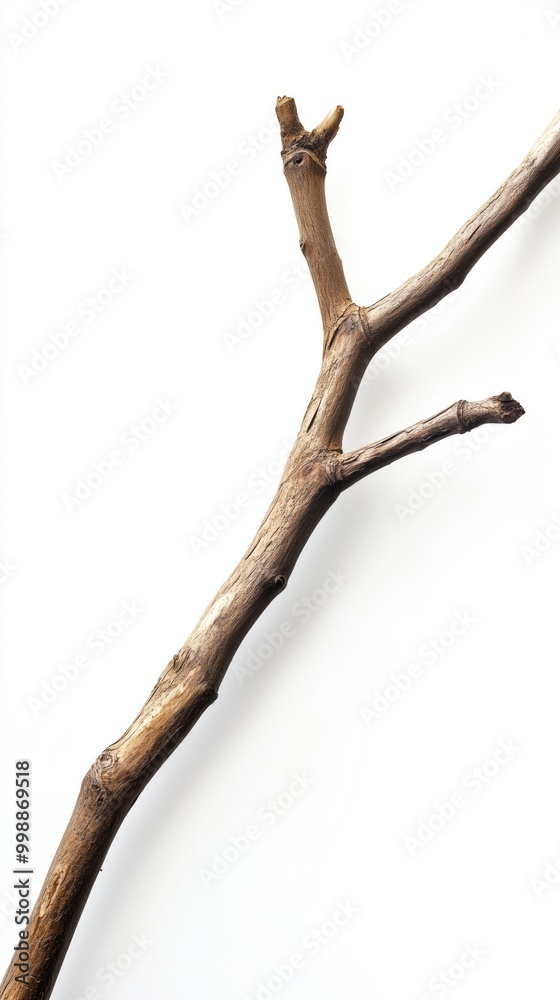 A thick, dry branch isolated against a white background. A thick, dry branch isolated against a white background.
