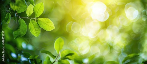 Green Leaf With Nature Background