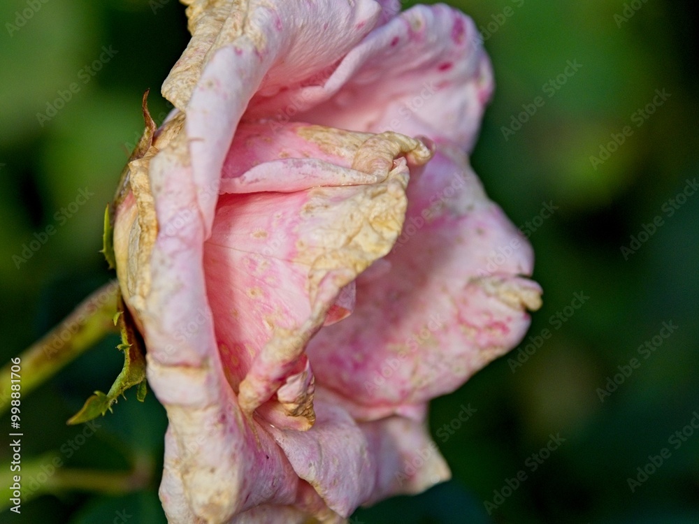 Wilted rose at the end of the season