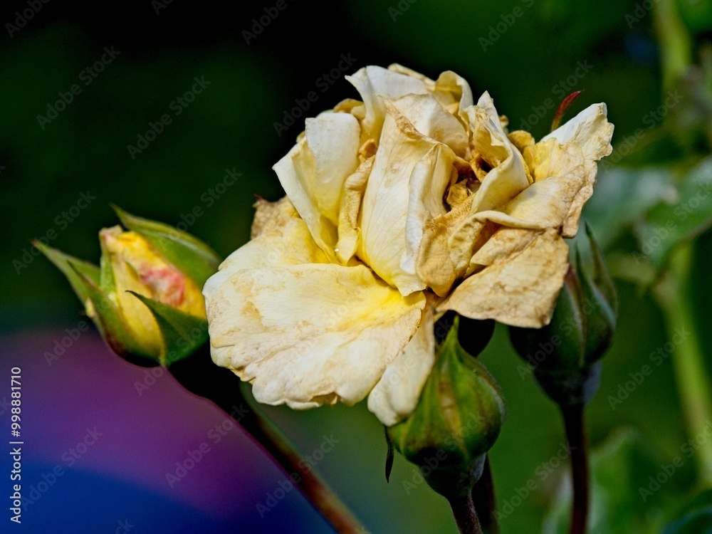 Wilted rose at the end of the season