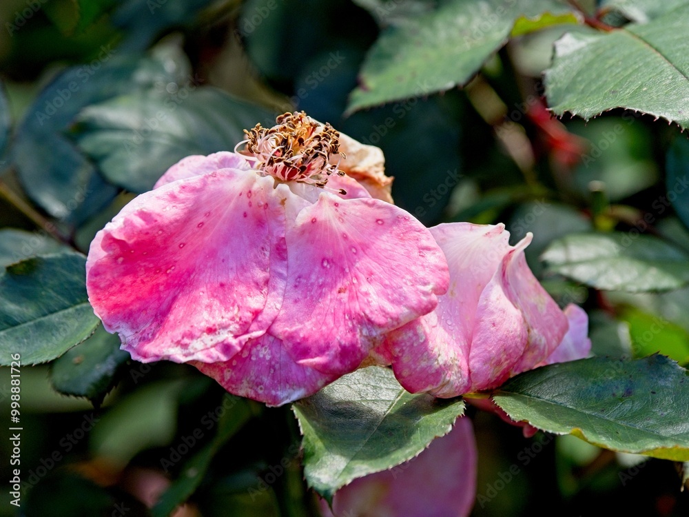 Wilted rose at the end of the season