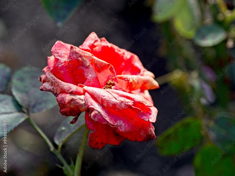 Wilted rose at the end of the season