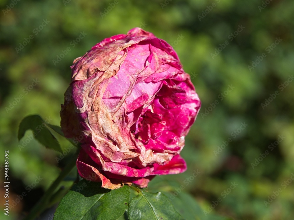Wilted rose at the end of the season