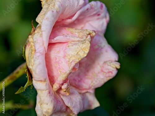 Obraz na płótnie Wilted rose at the end of the season w salonie