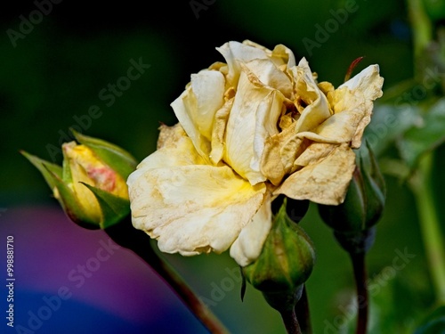 Obraz na płótnie Wilted rose at the end of the season w salonie