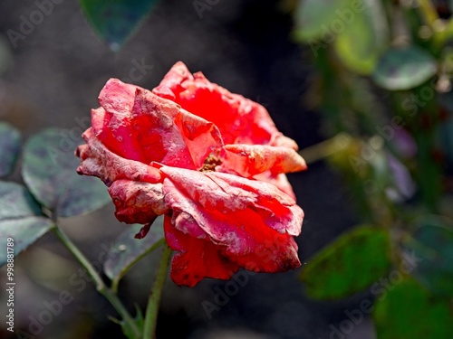 Obraz na płótnie Wilted rose at the end of the season w salonie