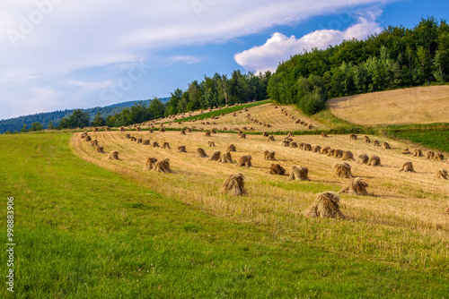 Traditional grain sheaves in organic mountain farming photo