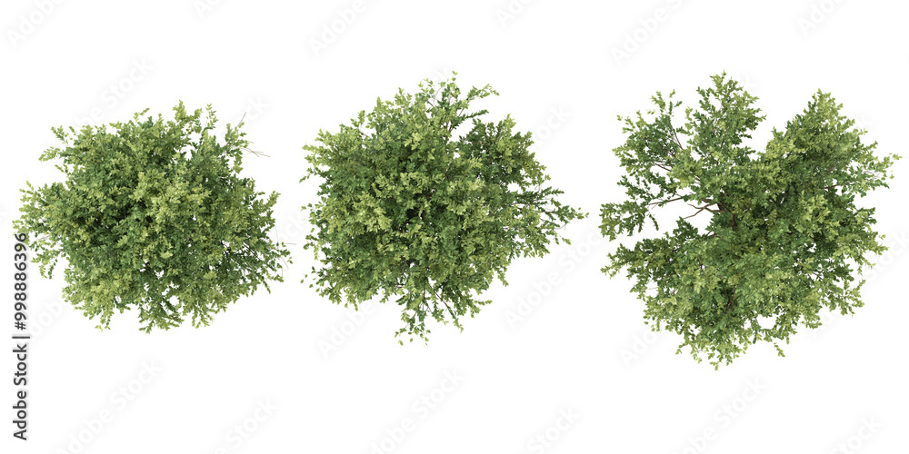 Fototapeta premium 3d rendering of Elm trees on transparent background from top view