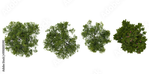 Fototapeta Naklejka Na Ścianę i Meble -  3d rendering of Locusts,Cassia javanica trees on transparent background from top view