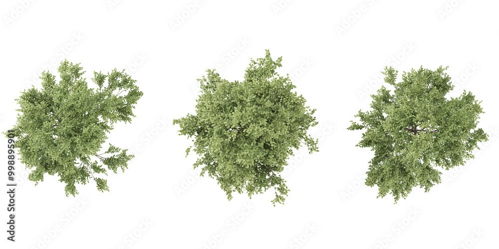 Oak Tree collection with realistic style from top view Oak Tree collection with realistic style from top view