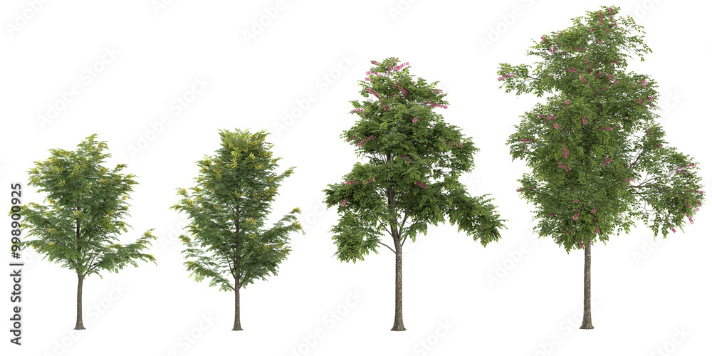 set of Cassia javanica trees on transparent background set of Cassia javanica trees on transparent background