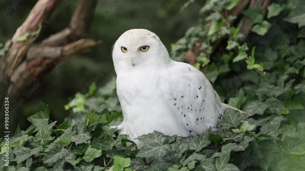 Snowy owl, Bubo scandiacus, sits peacefully among ivy-covered branches, meticulously preening its white feathers, highlighting its natural grace and beauty. Wildlife and nature Snowy owl, Bubo scandiacus, sits peacefully among ivy-covered branches, meticulously preening its white feathers, highlighting its natural grace and beauty. Wildlife and nature