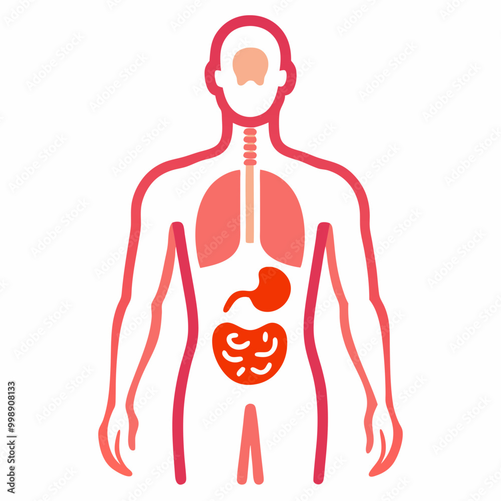 Human body and internal organs illustration line art vector Stock ...