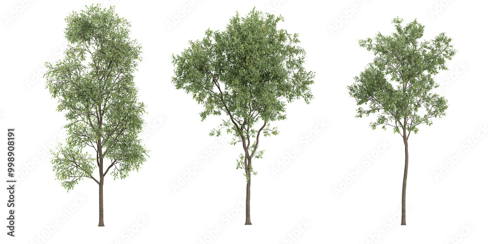 Obraz premium Tropical trees isolated used for architecture