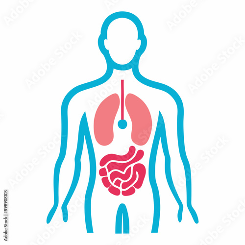 Human body and internal organs illustration line art vector 