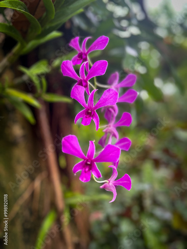 flowers in the garden