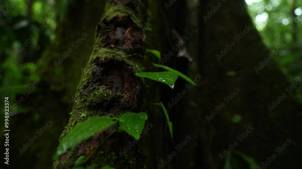 Tree branch with moss and green leaves. Close-up Tree branch with moss and green leaves. Close-up