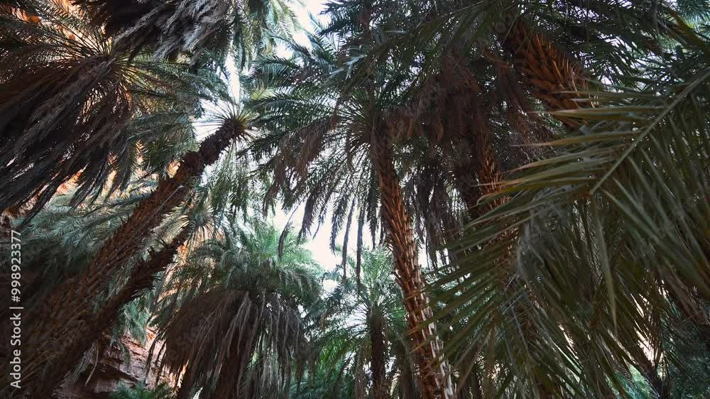 Palm trees in Terjit oasis, Mauritania. Low-angle and first-person walking Palm trees in Terjit oasis, Mauritania. Low-angle and first-person walking