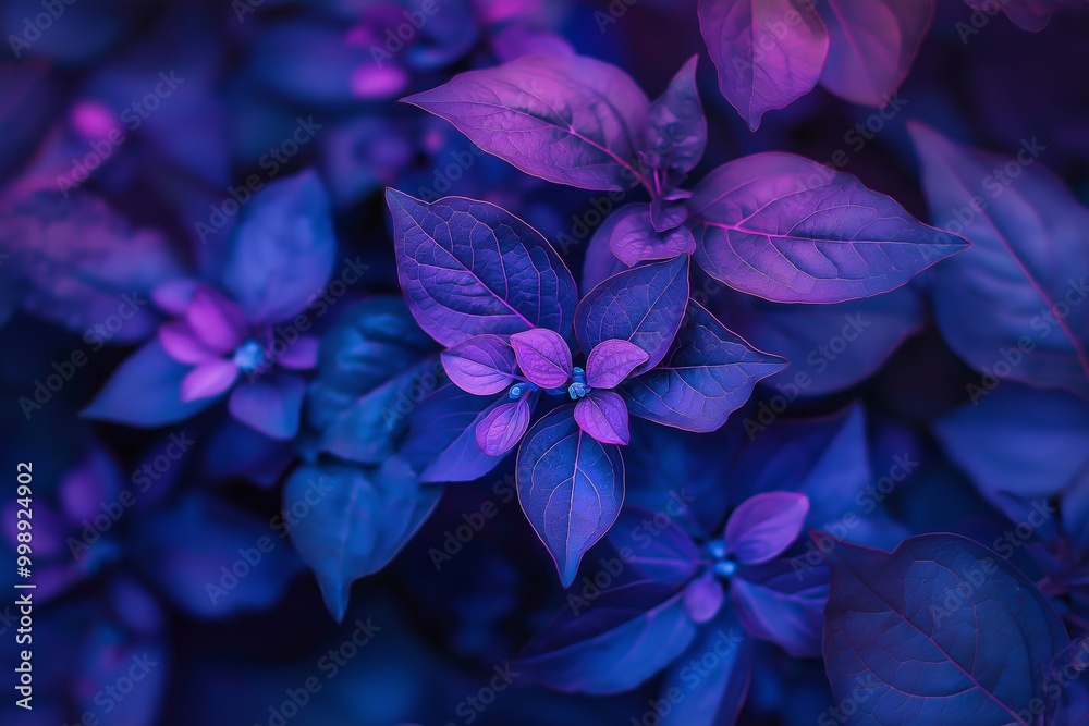Close-up of colorful purple leaves creating an artistic and abstract impression of nature. Close-up of colorful purple leaves creating an artistic and abstract impression of nature.