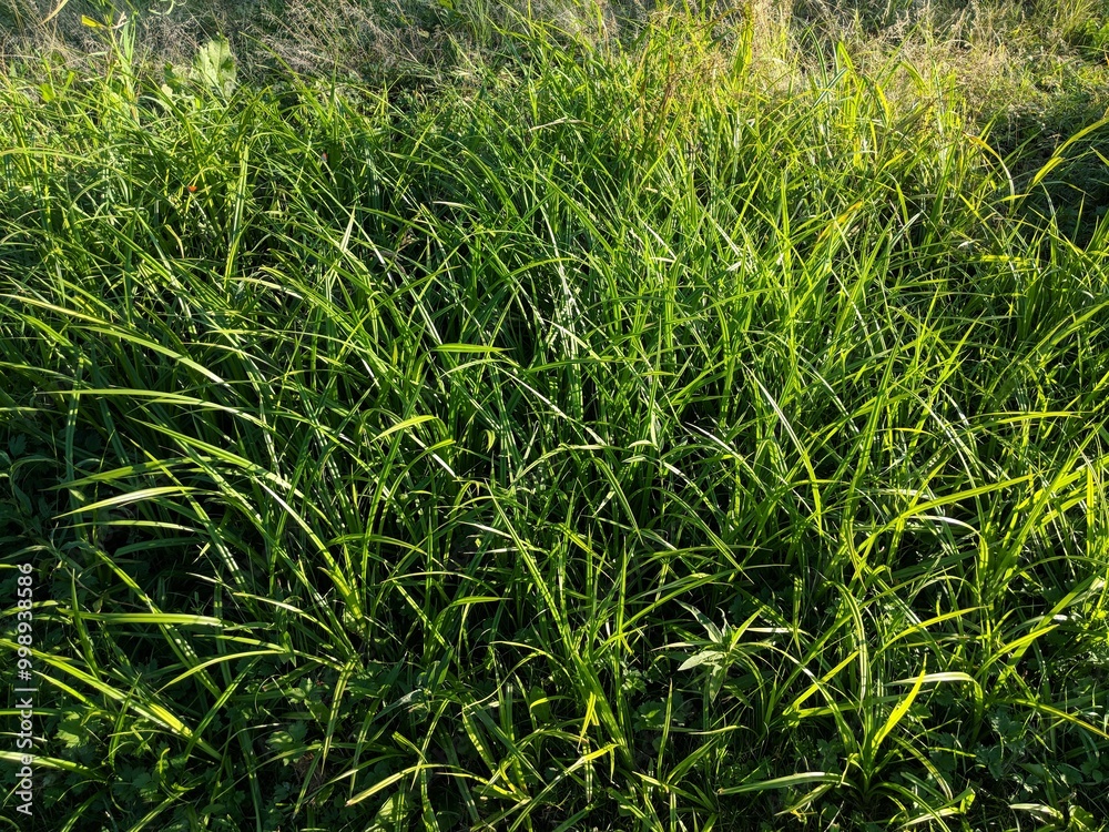 Obraz premium green grass background