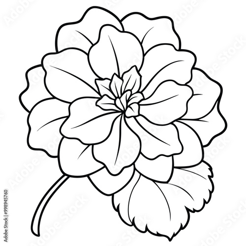 hand-drawn-geranium-flower-vector line art