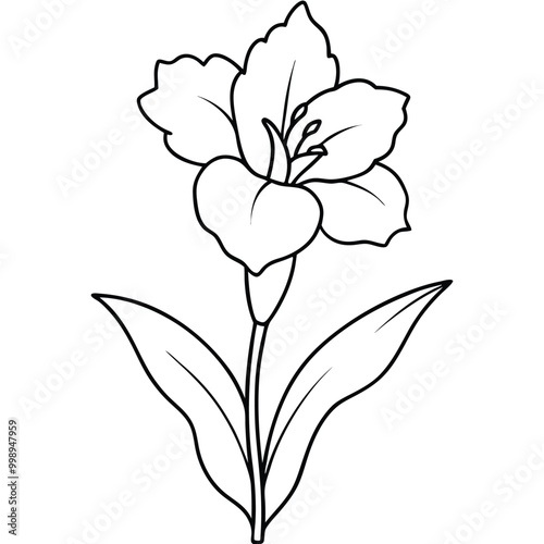 hand-drawn-gladiolus-flower-vector line art