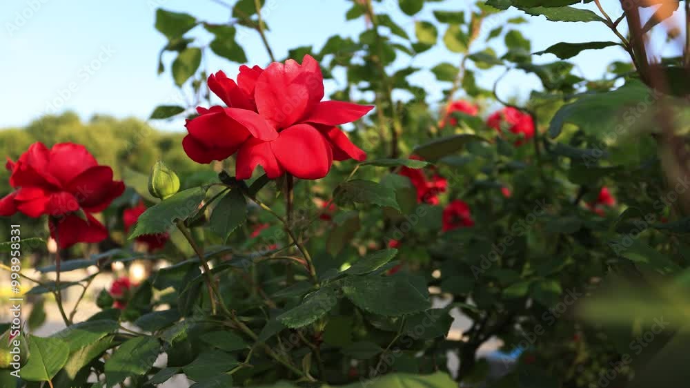 A large bush of red roses on a flowerbed against the background of pedestrians and a road with cars. B roll A large bush of red roses on a flowerbed against the background of pedestrians and a road with cars. B roll
