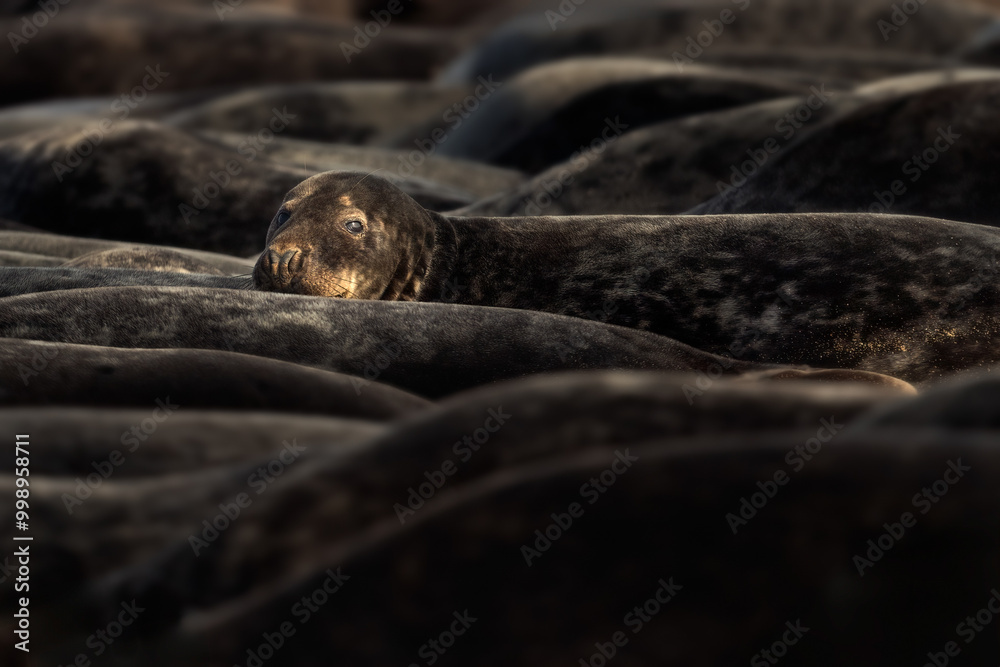 Female Grey Seal looking from the herd Female Grey Seal looking from the herd