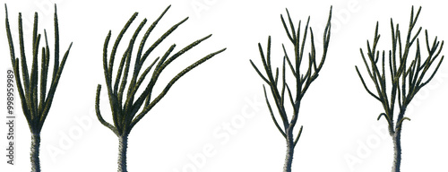 Set of Alluaudia ascendens (local name is fantsiolotse) frontal isolated png on a transparent background perfectly cutout high resolution photo