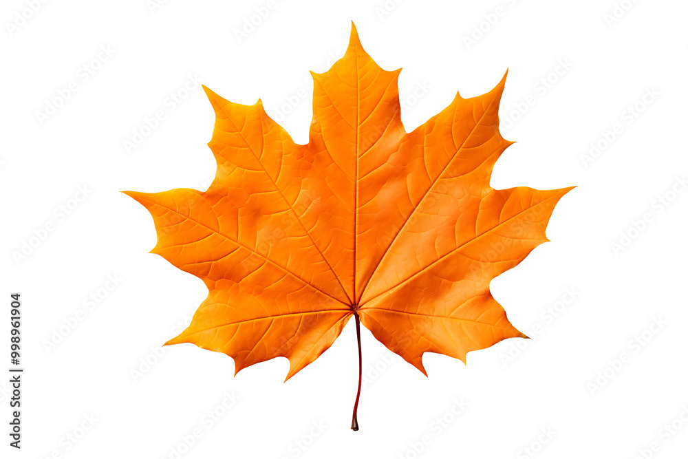 Fototapeta premium autumn orange maple leaf isolated on transparent background