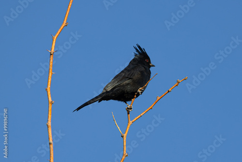 Phainopepla perched in desert on mistletoe tree photo