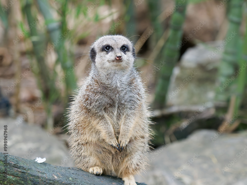 Fototapeta premium Portrait of a meerkat at a natural park