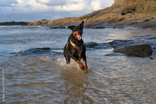 Doberman at Harlyn Bay just before sunset late September Cornwall UK photo