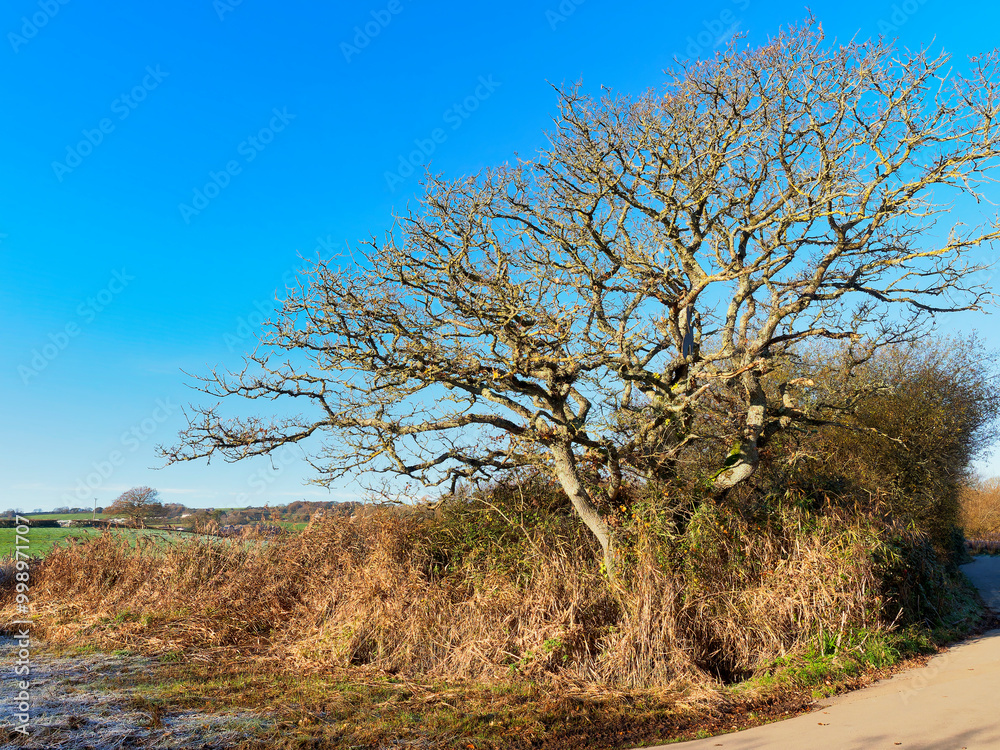 Views around the tranquil Seaton wetlands nature reserve in east Devon on a frosty November morning
Views around the tranquil Seaton wetlands nature reserve in east Devon on a frosty November morning