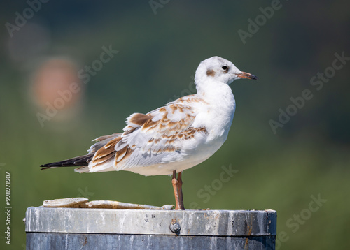 rust-brown-white Arctic tern, standing on a round metal pole, looking straight ahead, background strongly blurred green-blue, detailed plumage, brown-black beak, sunshine during the day, gull