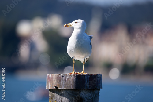 huge white-blue seagull with yellow eyes, looking to the side stands on a wooden pole and looks out for prey fish in the water or insects blurred background in sunshine