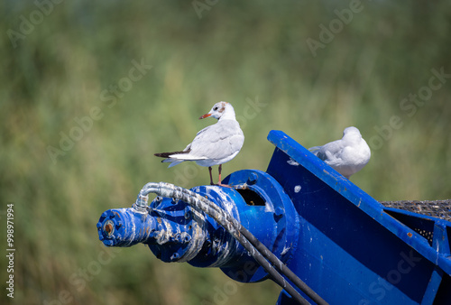 rusty-brown-white Arctic tern looking to the left, standing on a blue metal suspension bridge, lots of feces on the blue metal and air pressure tubes, during the day without people